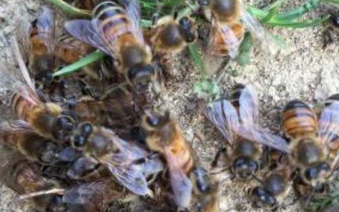 黑蜂病是怎么形成的? 黑蜂病