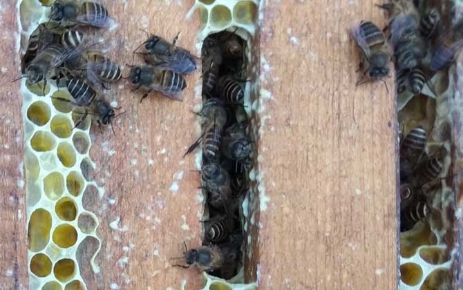 中蜂爬蜂病怎樣防治? 麻痹病