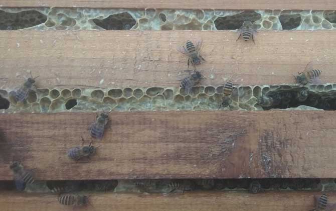 中蜂爬蜂病怎樣防治? 螺原體病