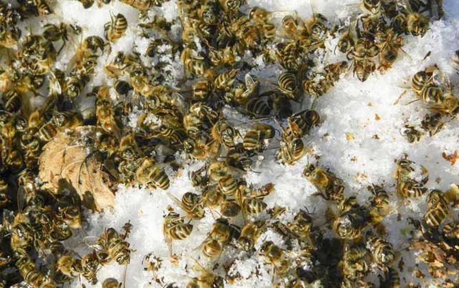 中蜂爬蜂病怎么回事? 爬蜂病
