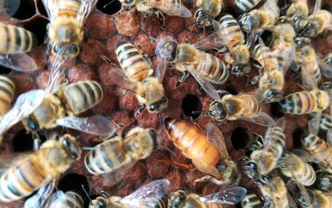 蜜蜂治螨蟲的最好方法 治螨蟲