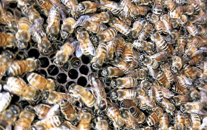 治蜂螨小妙招及注意事項 治蜂螨