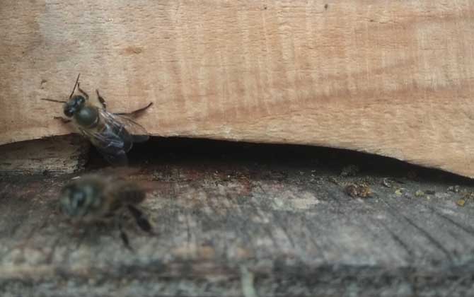 冬季怎么給蜂箱保溫?一定要“寧寒勿熱”,否則反而對越冬不利! 蜂群越冬