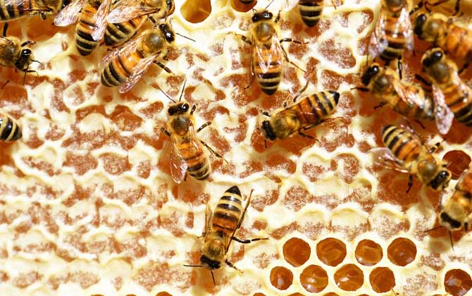 蜂群不但分工明確,甚至食物都不同,“等級(jí)森嚴(yán)”令人大開眼界! 工蜂