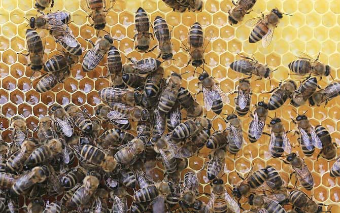 蜂群是怎么分工的?超強的團隊協作能力,難怪能撐起龐大的族群! 工蜂