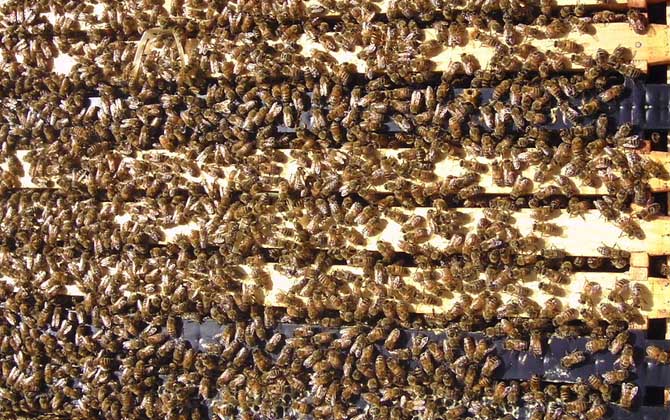 怎么樣才能養(yǎng)好蜜蜂?只有清楚蜜蜂的習(xí)性,養(yǎng)蜜蜂才能得心應(yīng)手! 蜜蜂養(yǎng)殖