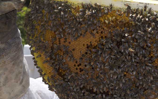 怎么樣才能養(yǎng)好蜜蜂?只有清楚蜜蜂的習(xí)性,養(yǎng)蜜蜂才能得心應(yīng)手! 蜜蜂養(yǎng)殖