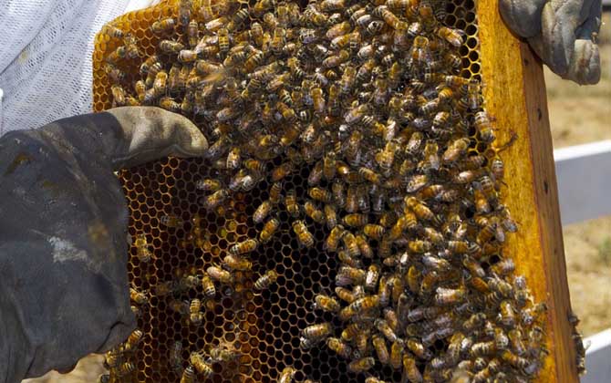 怎么樣才能養(yǎng)好蜜蜂?只有清楚蜜蜂的習(xí)性,養(yǎng)蜜蜂才能得心應(yīng)手! 蜜蜂養(yǎng)殖