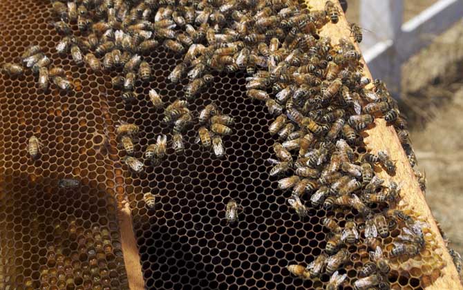 怎么樣才能養(yǎng)好蜜蜂?只有清楚蜜蜂的習(xí)性,養(yǎng)蜜蜂才能得心應(yīng)手! 蜜蜂養(yǎng)殖