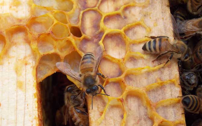 怎么樣才能養(yǎng)好蜜蜂?只有清楚蜜蜂的習(xí)性,養(yǎng)蜜蜂才能得心應(yīng)手! 蜜蜂養(yǎng)殖