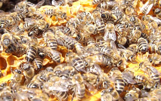 了解蜜蜂的生活習性,是養好蜂的前提,否則終究是“霧里看花”! 蜜蜂