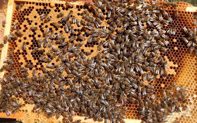 了解蜜蜂的生活習性,是養好蜂的前提,否則終究是“霧里看花”! 蜜蜂