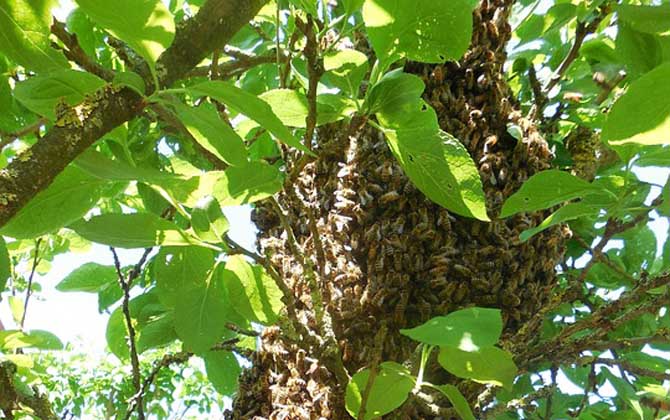 了解蜜蜂的生活習性,是養好蜂的前提,否則終究是“霧里看花”! 蜜蜂