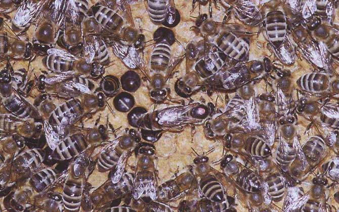 我國(guó)養(yǎng)殖的蜜蜂有哪些?除了中蜂和意蜂,這些蜂種也是大名鼎鼎! 卡尼鄂拉蜂