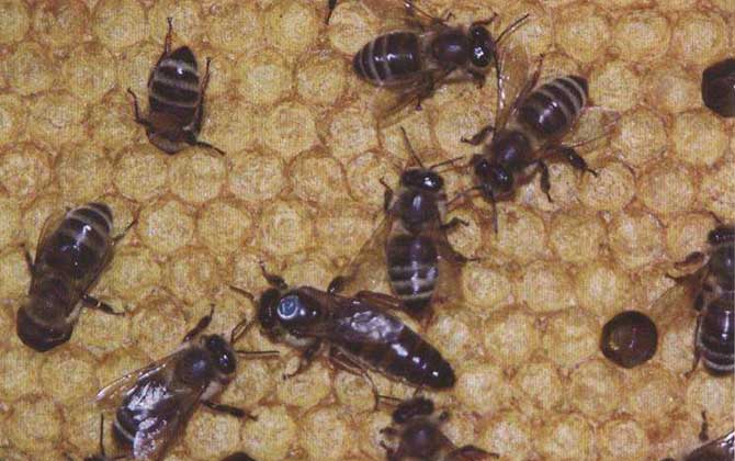 我國(guó)養(yǎng)殖的蜜蜂有哪些?除了中蜂和意蜂,這些蜂種也是大名鼎鼎! 喀爾巴阡蜂