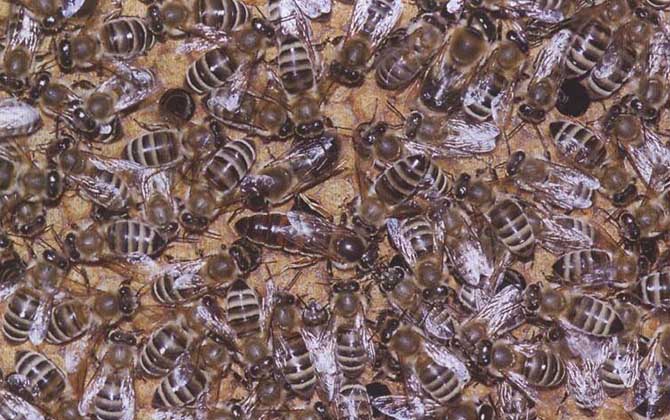 我國(guó)養(yǎng)殖的蜜蜂有哪些?除了中蜂和意蜂,這些蜂種也是大名鼎鼎! 高加索蜂