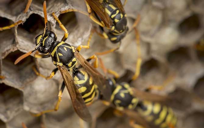 被馬蜂蟄了找不到毒刺?你可能搞錯了,馬蜂蟄人后不會留下毒刺! 馬蜂