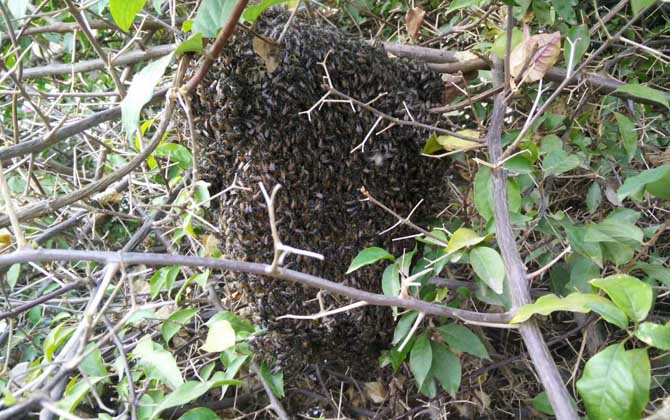 沒有蜂群還談什么養蜂,如何獲取蜂群?其實方法無外乎這兩種! 蜂種