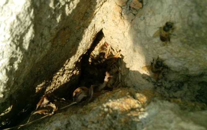 蜜蜂會在哪里筑巢?選址極為苛刻,不滿足這些條件絕不安“家”! 蜜蜂筑巢