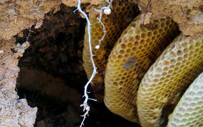 蜜蜂會在哪里筑巢?選址極為苛刻,不滿足這些條件絕不安“家”! 蜜蜂筑巢