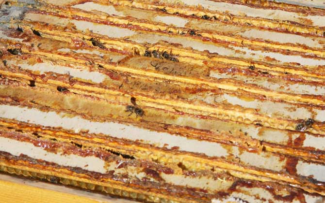 養蜂不僅僅只有蜂蜜,還有它們,有些蜂產品甚至比黃金還金貴! 蜂膠