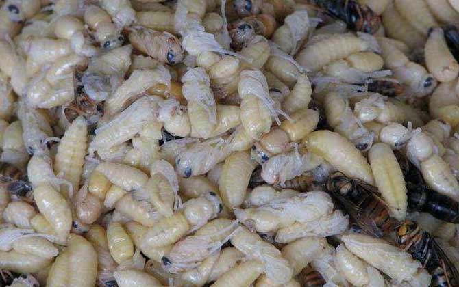 養蜂不僅僅只有蜂蜜,還有它們,有些蜂產品甚至比黃金還金貴! 蜂蛹