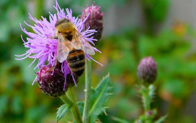 養蜂不僅僅只有蜂蜜,還有它們,有些蜂產品甚至比黃金還金貴! 蜂毒