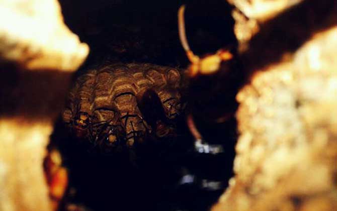 十大毒蜂王排行榜,每一種都是致命的,遇到它們盡量繞道而行! 洞夜胡蜂