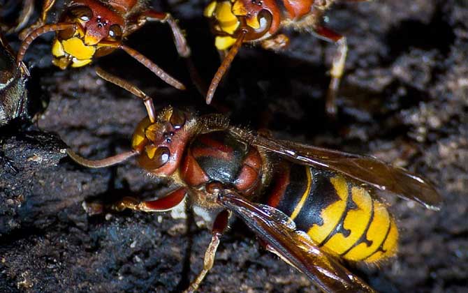 牛角蜂怎么消滅才安全?試試這4種方法,輕松就能消滅牛角蜂! 牛角蜂