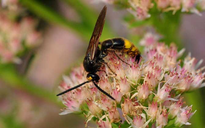 牛角蜂怎么消滅才安全?試試這4種方法,輕松就能消滅牛角蜂! 牛角蜂
