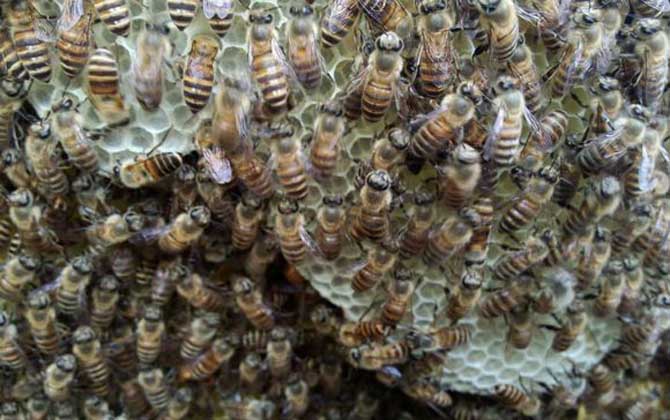 不知道什么時候自然分蜂,清楚這幾個條件,基本上就能判斷出來! 分蜂