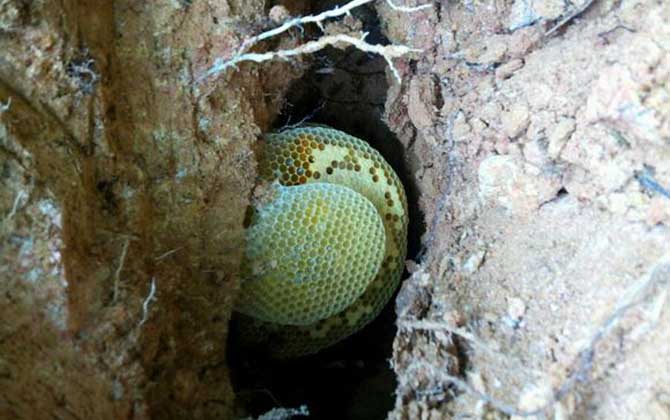 新收的蜂群沒有蜂王,試試這幾個(gè)辦法,輕松將蜂群“搶救”回來! 蜂王