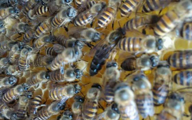 新收的蜂群沒有蜂王,試試這幾個(gè)辦法,輕松將蜂群“搶救”回來! 蜂王