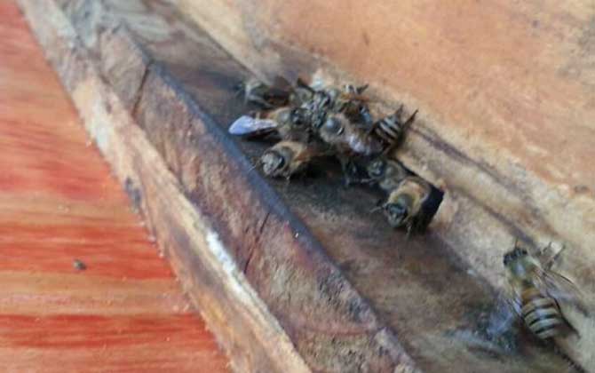 農村養蜜蜂能賺錢嗎?90后高中畢業小伙,靠養蜂年收益超6萬元! 養蜂