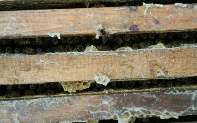 農村養蜜蜂能賺錢嗎?90后高中畢業小伙,靠養蜂年收益超6萬元! 養蜂