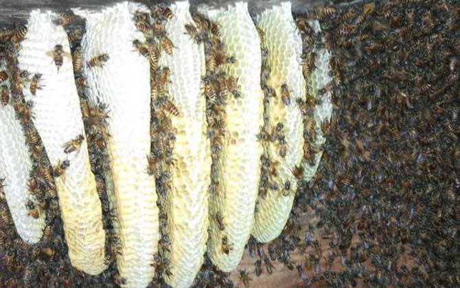 農村養蜜蜂能賺錢嗎?90后高中畢業小伙,靠養蜂年收益超6萬元! 養蜂