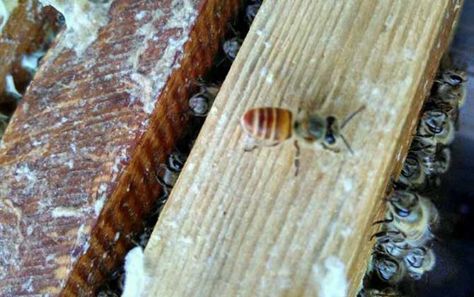 想養蜂卻苦于沒有蜂種,像這樣做個誘蜂箱,輕松將它們誘捕回來! 誘捕野生蜜蜂