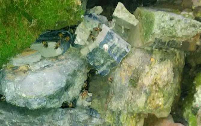 想養蜂卻苦于沒有蜂種,像這樣做個誘蜂箱,輕松將它們誘捕回來! 誘捕野生蜜蜂