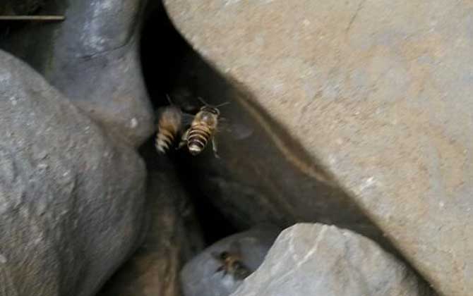 怎么收捕洞中的野生蜜蜂?試試這個方法,輕松就將它們收捕回家! 野生蜜蜂