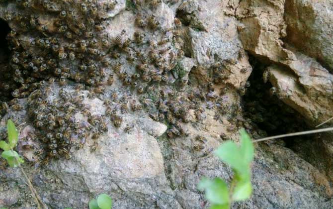 怎么收捕洞中的野生蜜蜂?試試這個方法,輕松就將它們收捕回家! 野生蜜蜂