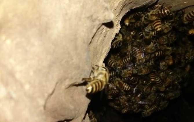 怎么收捕洞中的野生蜜蜂?試試這個方法,輕松就將它們收捕回家! 野生蜜蜂