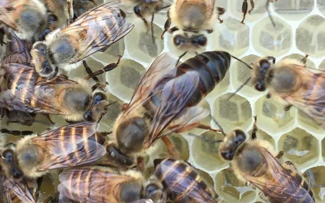 工蜂的確能變成蜂王,但條件極為苛刻,一生中有且只有一次機會! 蜂王