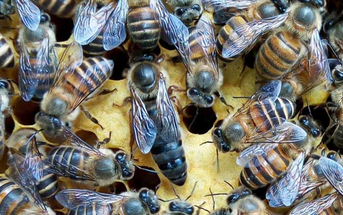 工蜂的確能變成蜂王,但條件極為苛刻,一生中有且只有一次機會! 蜂王