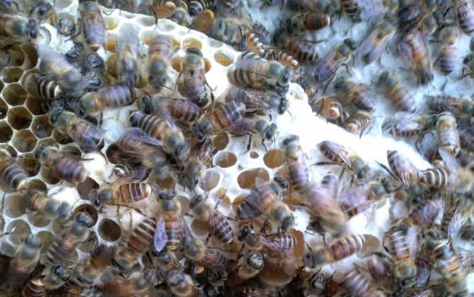 飼喂是養蜂的重點,根據目的不同,蜜蜂的飼喂方式無外乎這三種! 蜜蜂飼喂