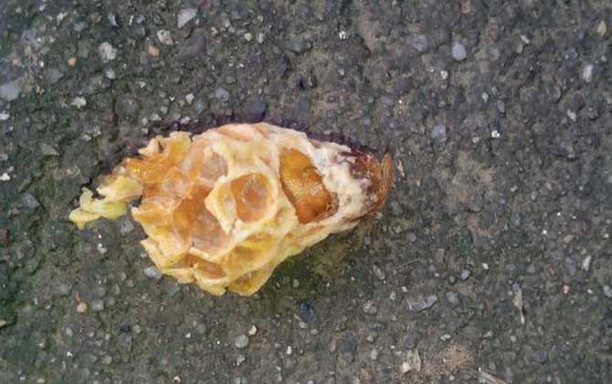 蜂群起“分蜂熱”怎么辦,試試這幾個(gè)辦法,快速解除“分蜂熱”! 分蜂熱