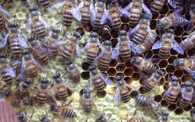 分蜂不一定要兩只蜂王,用這個(gè)辦法,只有一只蜂王也能人工分蜂! 人工分蜂