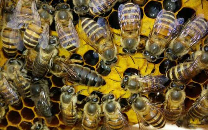蜂群起“分蜂熱”怎么辦,試試這幾個(gè)辦法,快速解除“分蜂熱”! 分蜂熱