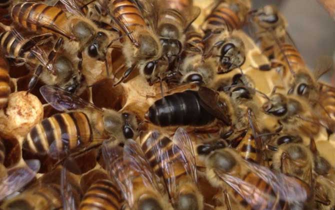 蜂群起“分蜂熱”怎么辦,試試這幾個(gè)辦法,快速解除“分蜂熱”! 分蜂熱