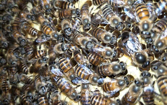 蜂群起“分蜂熱”怎么辦,試試這幾個(gè)辦法,快速解除“分蜂熱”! 分蜂熱