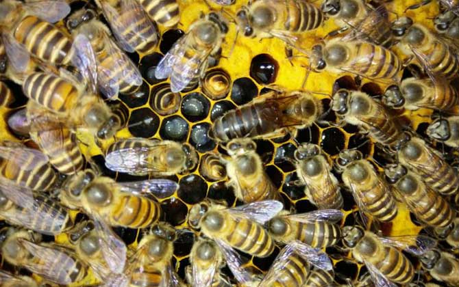 蜂群起“分蜂熱”怎么辦,試試這幾個(gè)辦法,快速解除“分蜂熱”! 分蜂熱